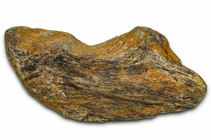 Dinosaur (Triceratops) Frill Shield Section - Montana #373878